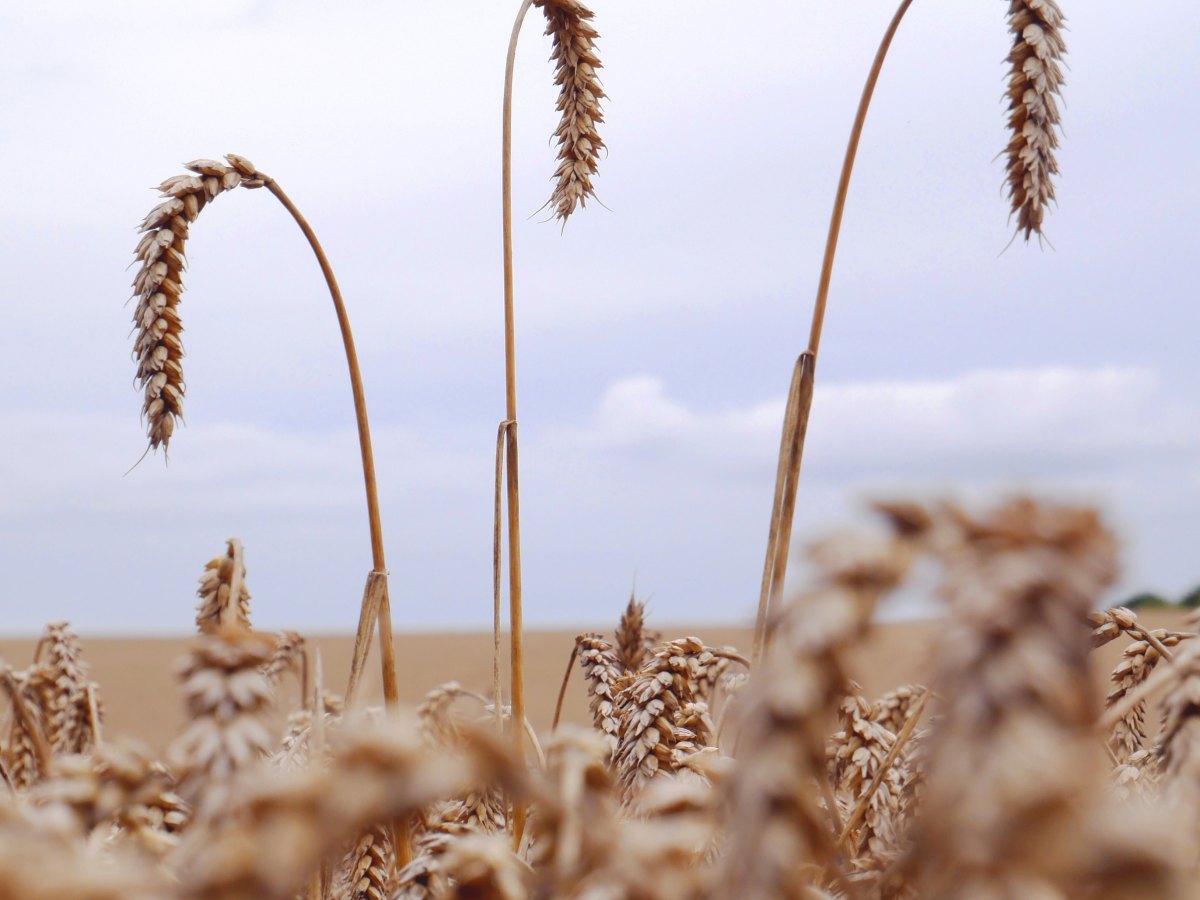 Punishing Laura Ingalls&nbsp;Wilder