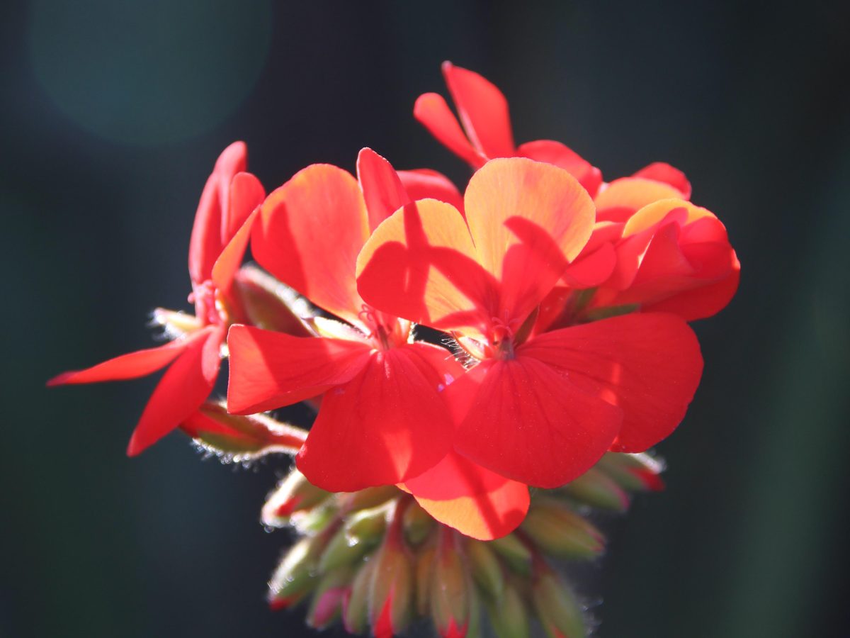 Cicadas and Geraniums